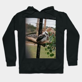 Kookaburra Hoodie